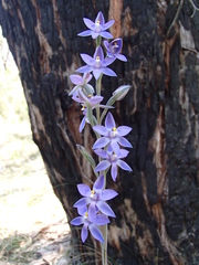 Thelymitra × truncata