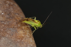 Neolygus viridis
