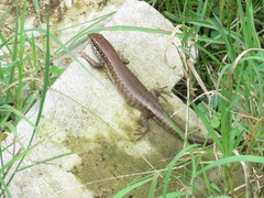 Trachylepis maculilabris