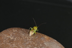 Neolygus viridis