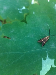 Nemophora