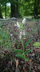 Cephalanthera