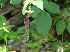 Euploea sylvester swinhoei