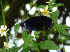 Euploea sylvester swinhoei