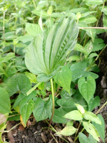 Nervilia bicarinata