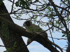 Chlorocebus pygerythrus