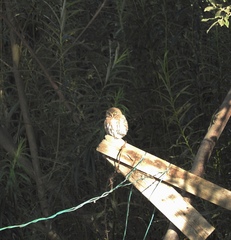 Glaucidium nana