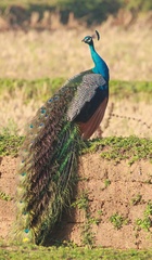 Indian Peafowl photo 4