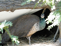 Indian Peafowl photo 5