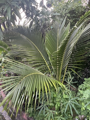 Foto de Kentia