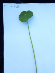 Hydrocotyle bonariensis