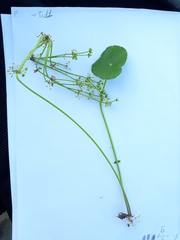 Hydrocotyle bonariensis