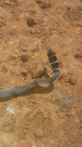 Eastern crowned smooth snake