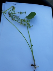 Hydrocotyle bonariensis