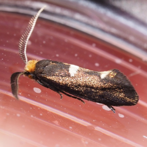blyštek bukový (Incurvaria masculella)