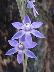 Thelymitra × truncata