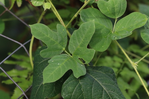 Image of Pachyrhizus erosus by no rights reserved