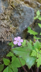 Geranium robertianum