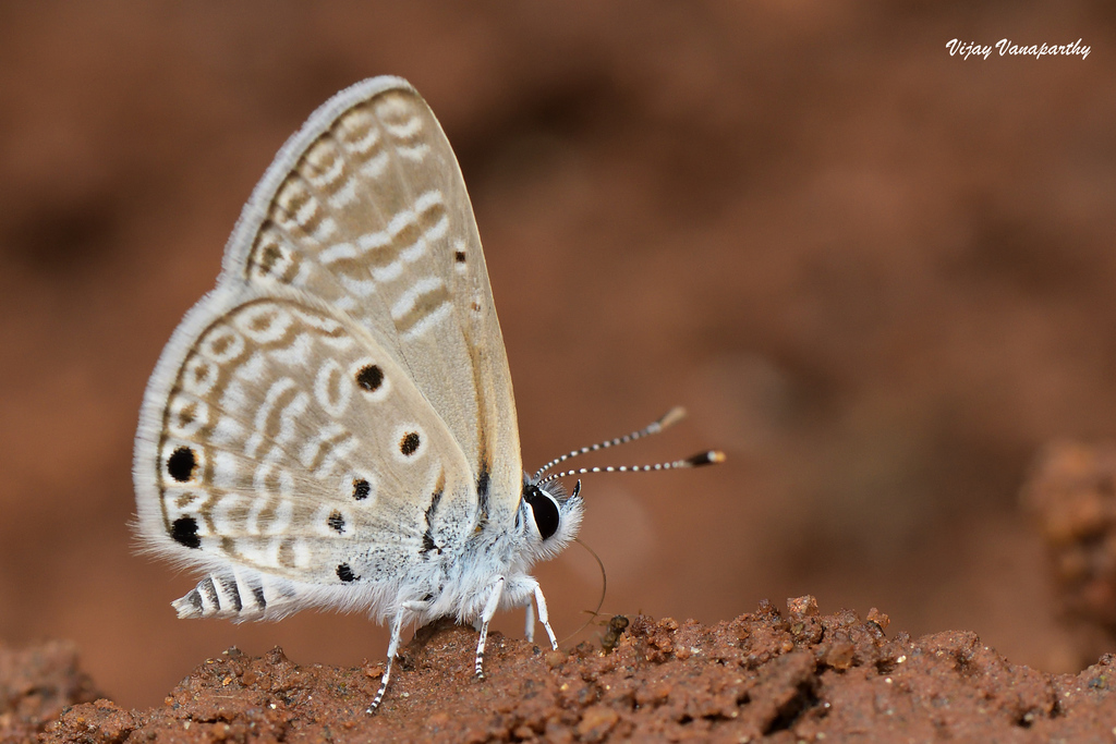 Desert Babul Blue