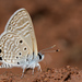 Laberinto del Desierto - Photo (c) Vijay Vanaparthy, algunos derechos reservados (CC BY), uploaded by Vijay Vanaparthy