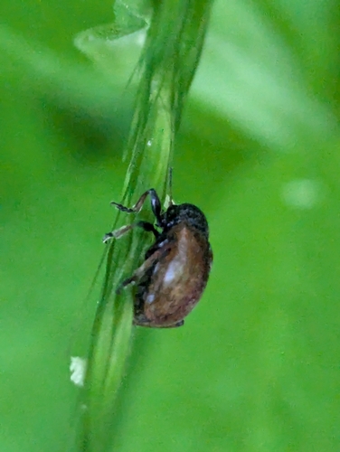Western Grape Rootworm photo 5