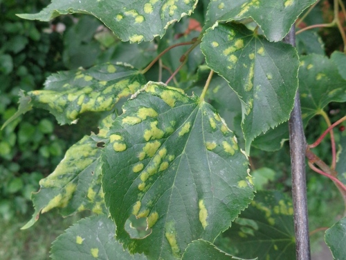 Lime Felt Gall Mite