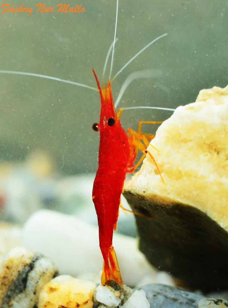 Crevette Yellow Nose de Sulawesi (Caridina spinata)