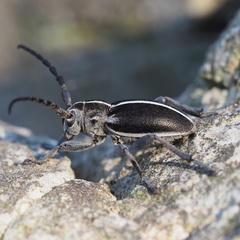 Dorcadion arenarium