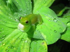 Hyperolius pusillus