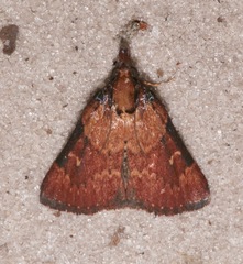 Image of Omphalocera munroei