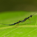 Leptofoeninae - Photo (c) Vijay Vanaparthy, some rights reserved (CC BY), uploaded by Vijay Vanaparthy