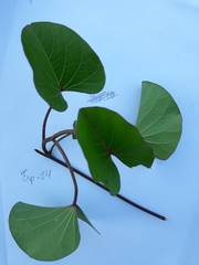 Ipomoea asarifolia
