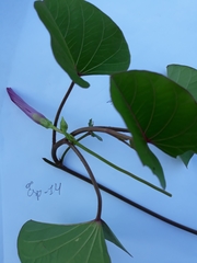 Ipomoea asarifolia