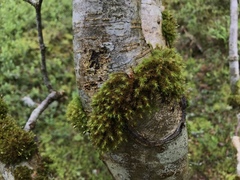 Lewinskya striata