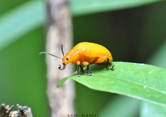 Podontia lutea