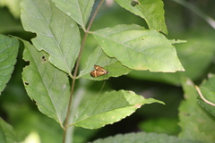 Nemophora degeerella