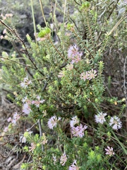 Agathosma ovata