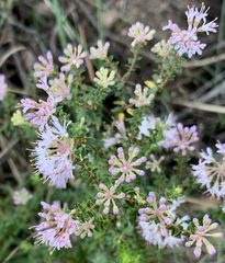 Agathosma ovata