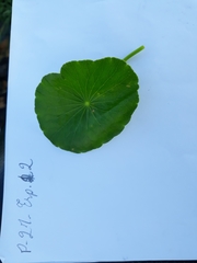 Hydrocotyle bonariensis