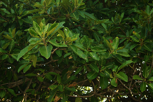 zambezi fig