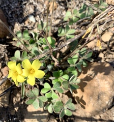 Oxalis pes-caprae sericea