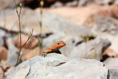 Uta stansburiana uniformis
