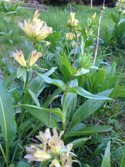 Gentiana punctata