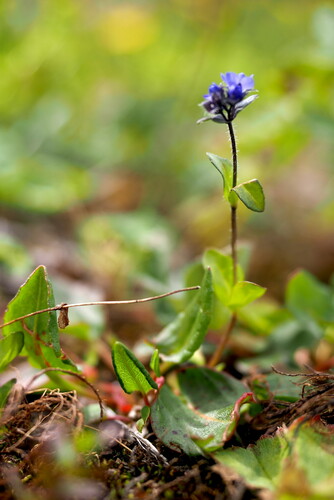 Veronika alpínska (Veronica alpina)