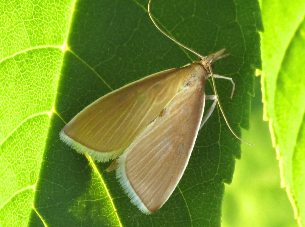 Sclerocona