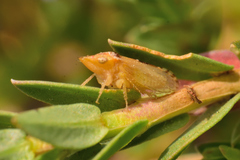 Xerophloea viridis