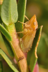 Xerophloea viridis