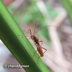 Phaenacantha bicolor