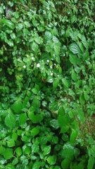Thalictrum urbainii