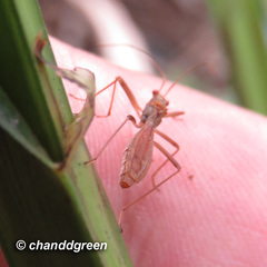 Phaenacantha bicolor